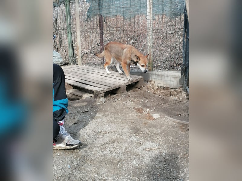 KODA, Rüde, 3,5 Jahre, 45 cm, Mischling, Tierschutz