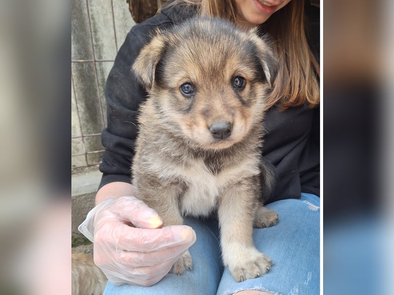 PACO, Rüde, 1 Monat, aktuell 22 cm, Mischling, Tierschutz