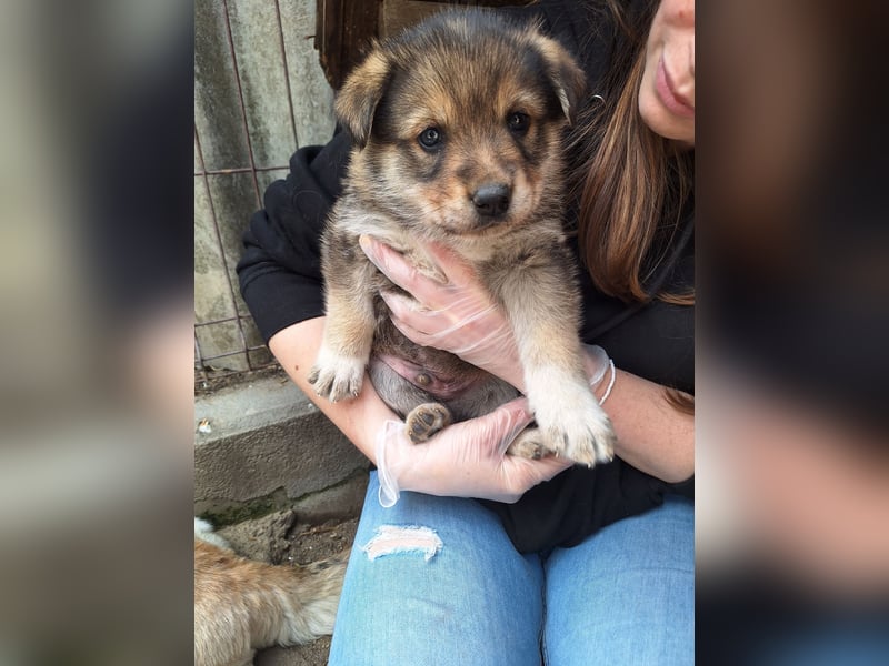 PACO, Rüde, 1 Monat, aktuell 22 cm, Mischling, Tierschutz
