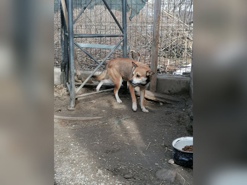 KODA, Rüde, 3,5 Jahre, 45 cm, Mischling, Tierschutz
