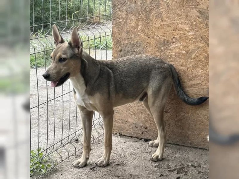 ORFI, Rüde, 1,5 Jahre, 42 cm, Mischling, Tierschutz