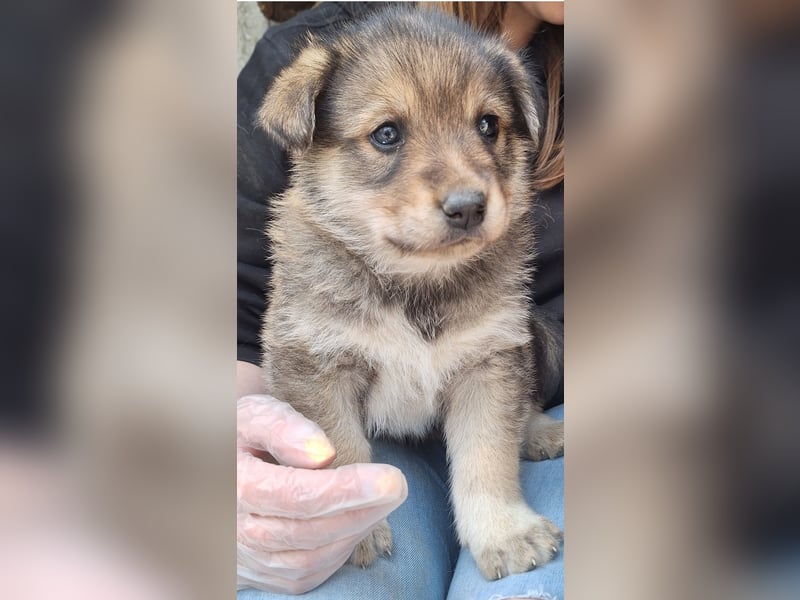 PACO, Rüde, 1 Monat, aktuell 22 cm, Mischling, Tierschutz