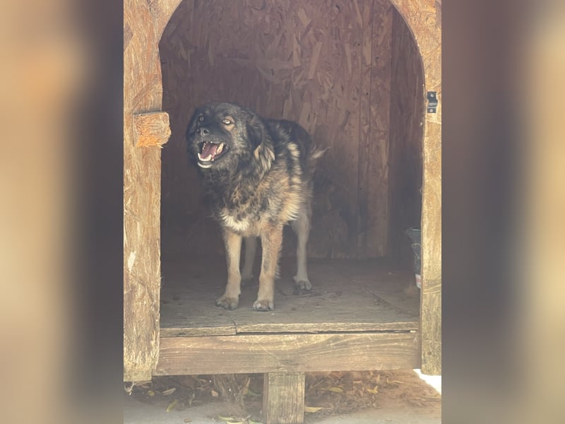 MONTI, Rüde, 7 Jahre, 51 cm, Mischling, Tierschutz