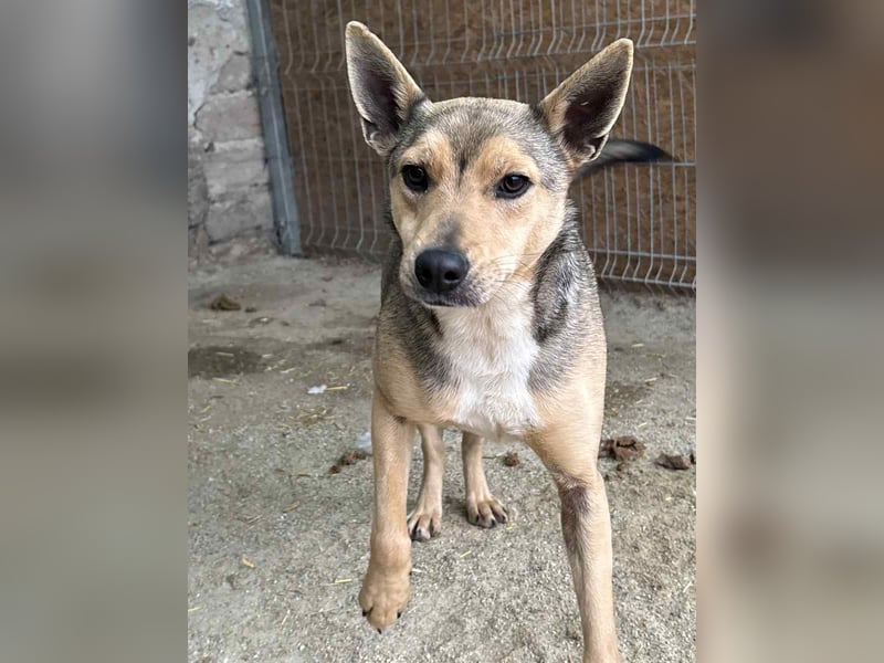 ORFI, Rüde, 1,5 Jahre, 42 cm, Mischling, Tierschutz