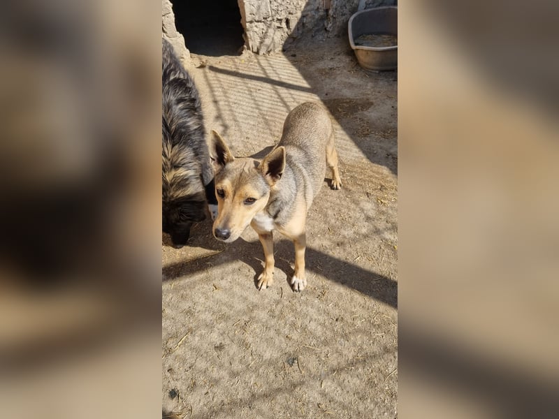 ORFI, Rüde, 1,5 Jahre, 42 cm, Mischling, Tierschutz