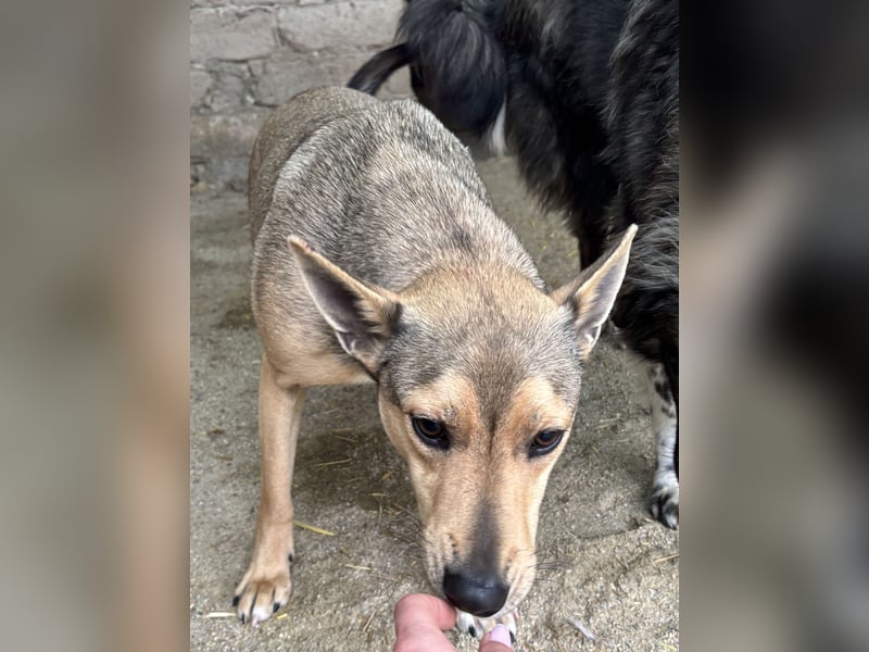 ORFI, Rüde, 1,5 Jahre, 42 cm, Mischling, Tierschutz