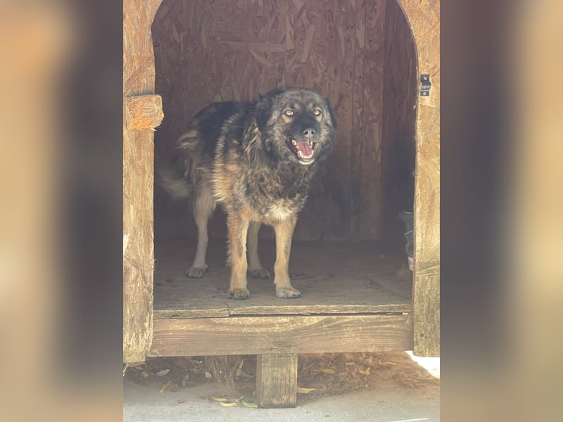 MONTI, Rüde, 7 Jahre, 51 cm, Mischling, Tierschutz