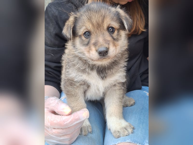 PACO, Rüde, 1 Monat, aktuell 22 cm, Mischling, Tierschutz