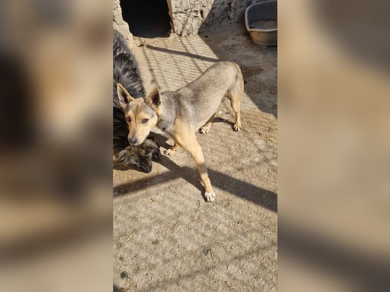 ORFI, Rüde, 1,5 Jahre, 42 cm, Mischling, Tierschutz