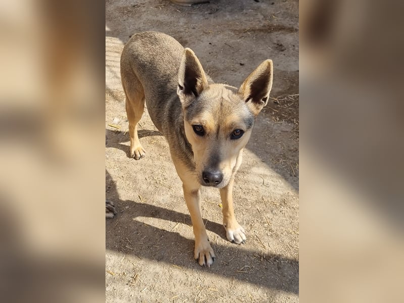 ORFI, Rüde, 1,5 Jahre, 42 cm, Mischling, Tierschutz