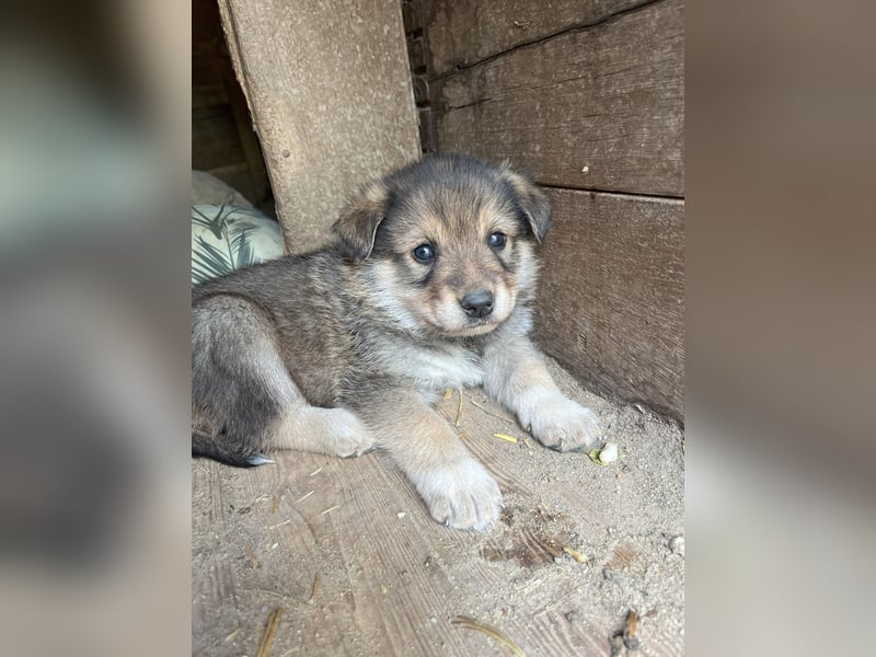 PACO, Rüde, 1 Monat, aktuell 22 cm, Mischling, Tierschutz