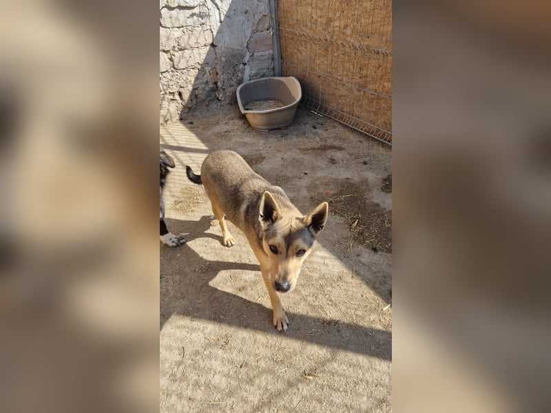ORFI, Rüde, 1,5 Jahre, 42 cm, Mischling, Tierschutz