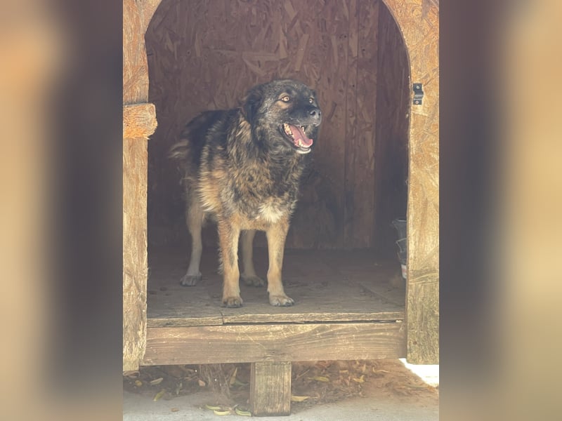 MONTI, Rüde, 7 Jahre, 51 cm, Mischling, Tierschutz