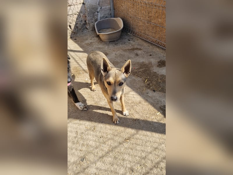 ORFI, Rüde, 1,5 Jahre, 42 cm, Mischling, Tierschutz