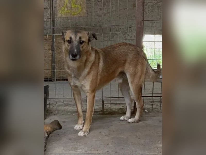 FRIDO, Rüde, 3,5 Jahre, 54 cm, Mischling, Tierschutz