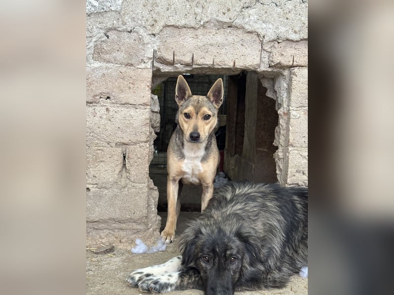 ORFI, Rüde, 1,5 Jahre, 42 cm, Mischling, Tierschutz