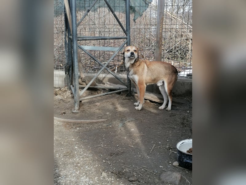 KODA, Rüde, 3,5 Jahre, 45 cm, Mischling, Tierschutz
