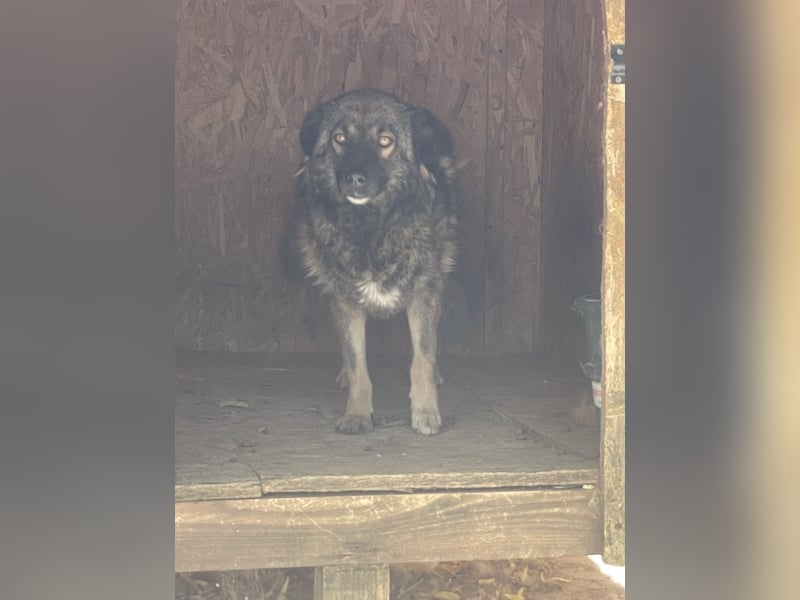 MONTI, Rüde, 7 Jahre, 51 cm, Mischling, Tierschutz