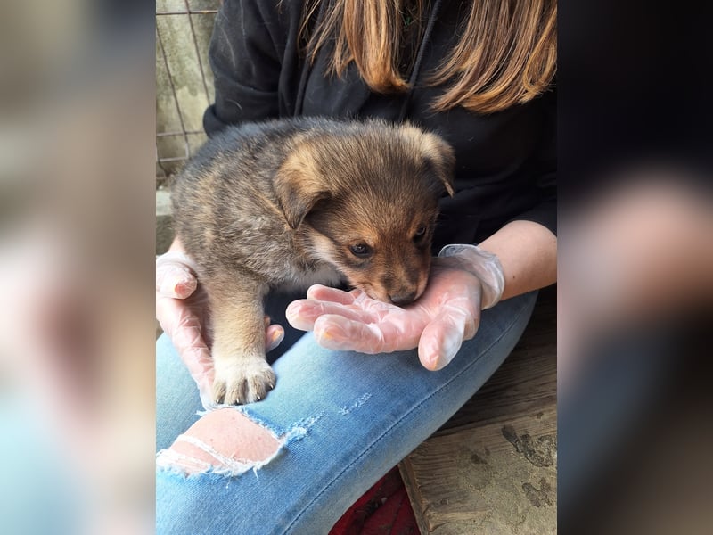 PACO, Rüde, 1 Monat, aktuell 22 cm, Mischling, Tierschutz