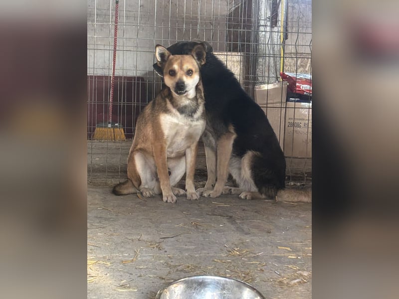 KODA, Rüde, 3,5 Jahre, 45 cm, Mischling, Tierschutz