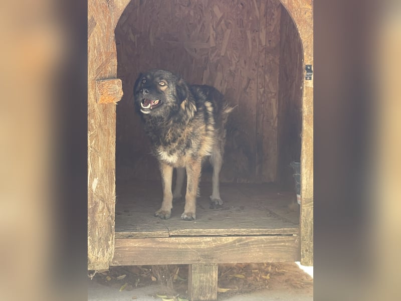 MONTI, Rüde, 7 Jahre, 51 cm, Mischling, Tierschutz