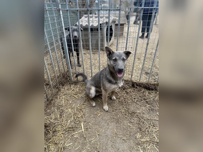 Tatra, liebenswerter Hundejunge sucht eigenen Wirkungskreis