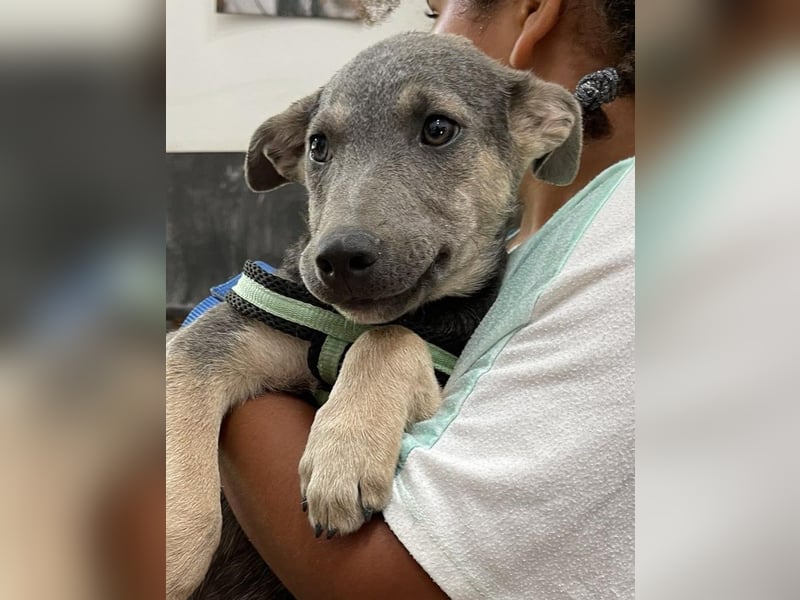 Tatra, liebenswerter Hundejunge sucht eigenen Wirkungskreis