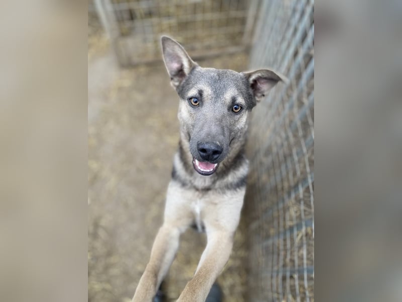 Tatra, liebenswerter Hundejunge sucht eigenen Wirkungskreis