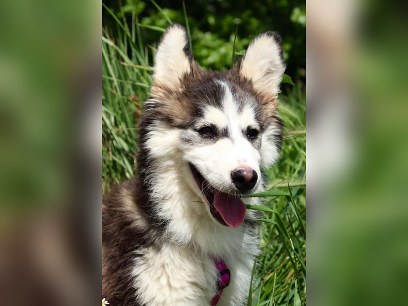 Balto ❤️ -  Goldschatz sucht Pflege- oder Endstelle