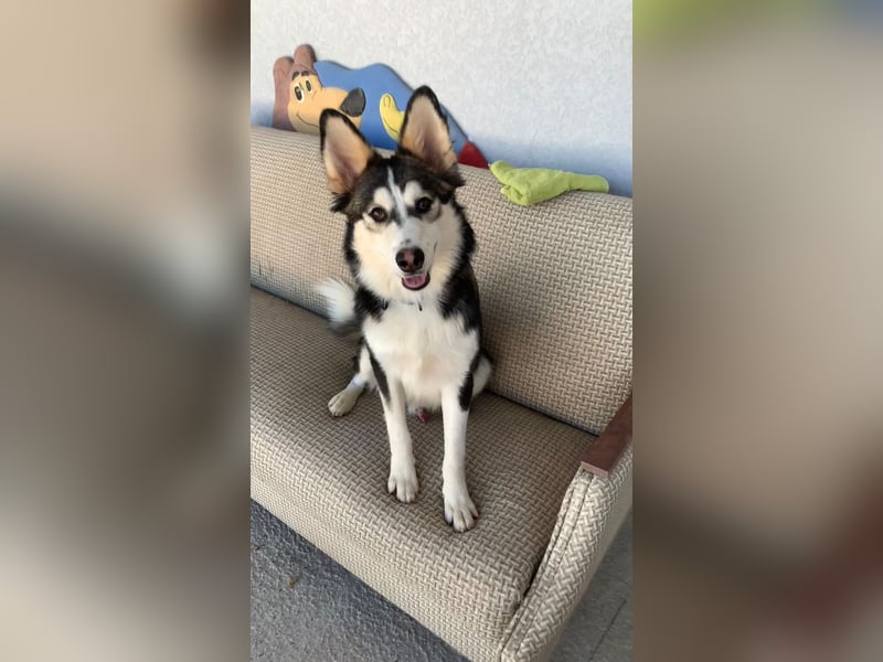 Balto ❤️ -  Goldschatz sucht Pflege- oder Endstelle