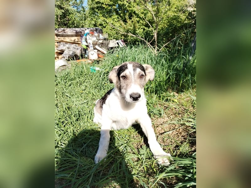 Süßer Welpenjunge Rocky❤️sucht Menschen mit Einfühlvermögen