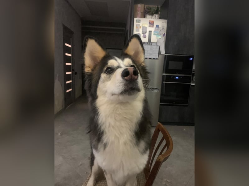 Balto ❤️ -  Goldschatz sucht Pflege- oder Endstelle
