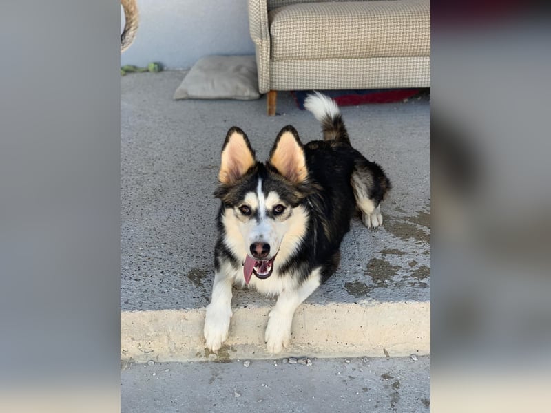 Balto ❤️ -  Goldschatz sucht Pflege- oder Endstelle