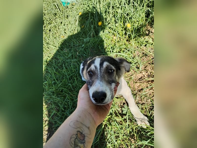 Süßer Welpenjunge Rocky❤️sucht Menschen mit Einfühlvermögen