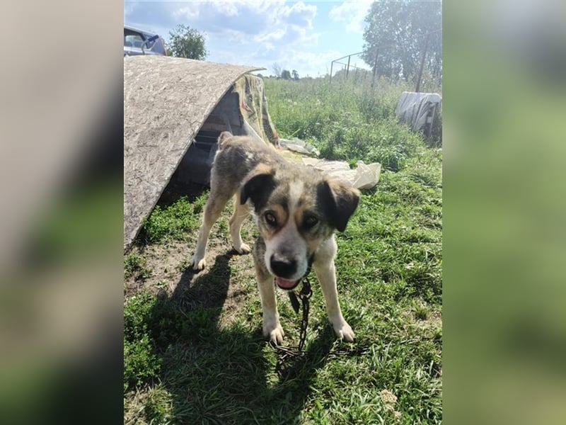 Kubik❤️es bedeutet Würfel - sucht kompetentes liebevolles Zuhause auf Lebenszeit