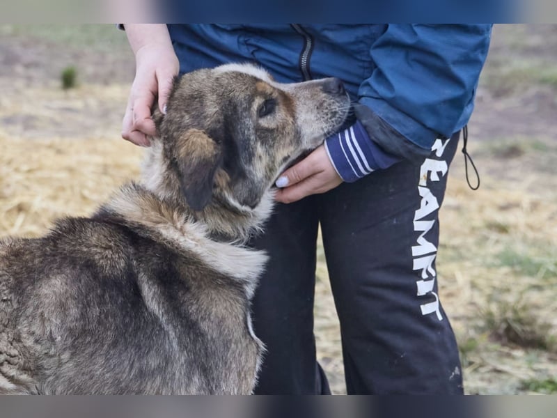 Freundlicher Kettenhund Kubik❤️sucht endlich Pflege- oder Endstelle