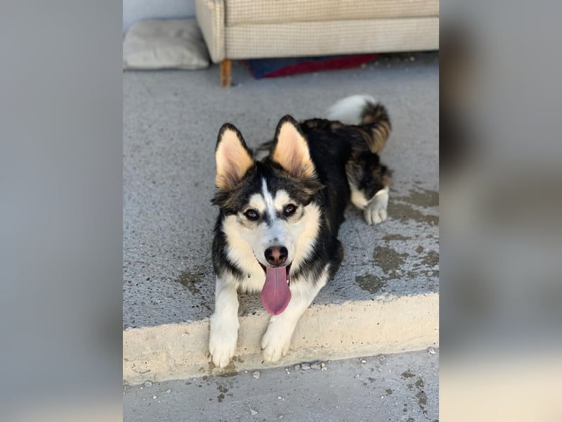 Balto ❤️ -  Goldschatz sucht Pflege- oder Endstelle