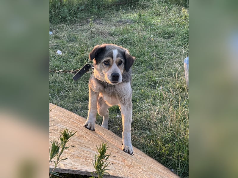 Freundlicher Kettenhund Kubik❤️sucht endlich Pflege- oder Endstelle