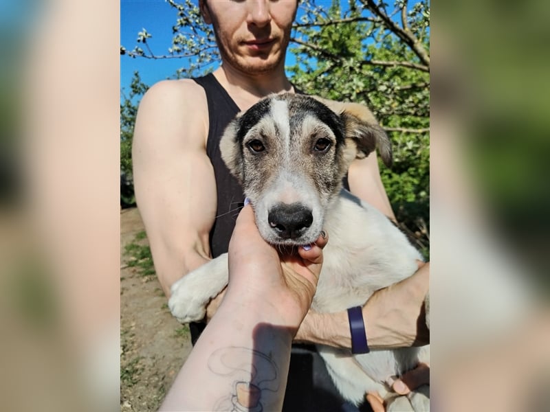 Süßer Welpenjunge Rocky❤️sucht Menschen mit Einfühlvermögen