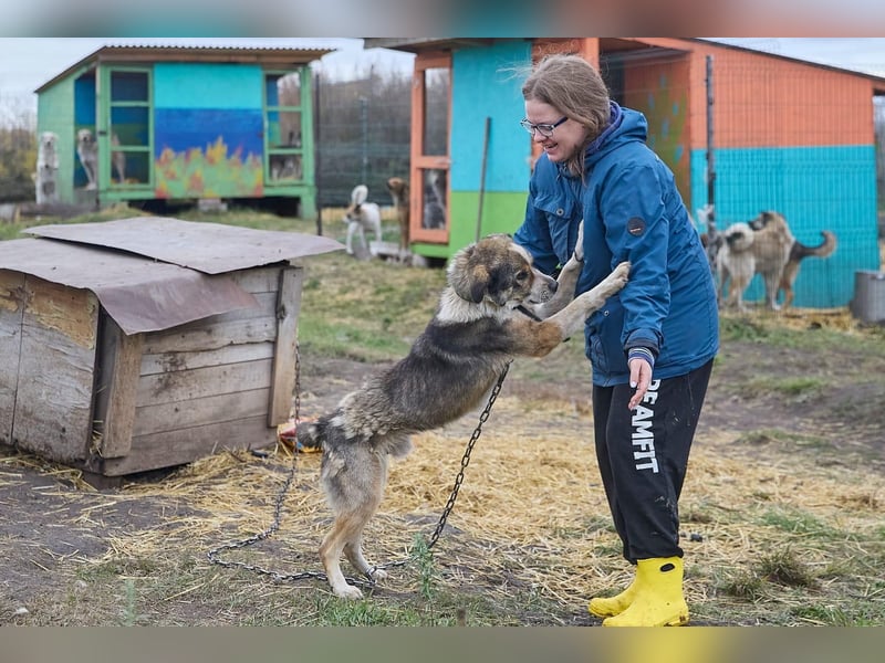 Freundlicher Kettenhund Kubik❤️sucht endlich Pflege- oder Endstelle