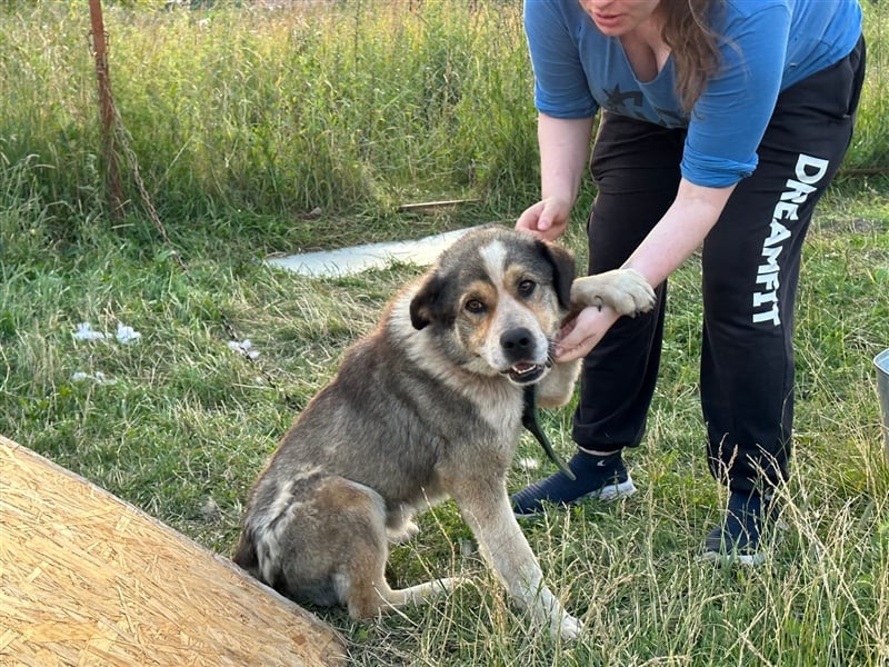 Kubik❤️es bedeutet Würfel - sucht kompetentes liebevolles Zuhause auf Lebenszeit