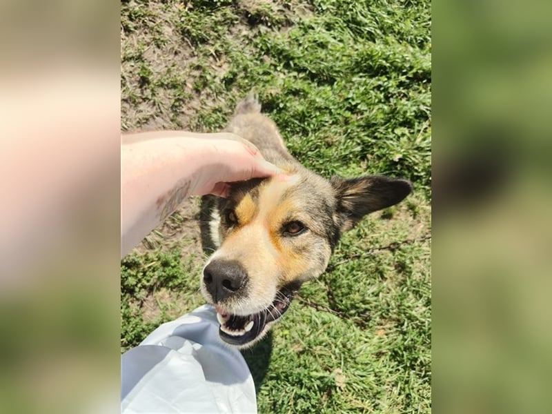 Kubik❤️es bedeutet Würfel - sucht kompetentes liebevolles Zuhause auf Lebenszeit