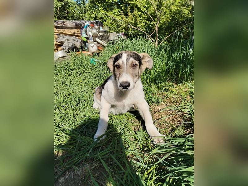 Süßer Welpenjunge Rocky❤️sucht Menschen mit Einfühlvermögen