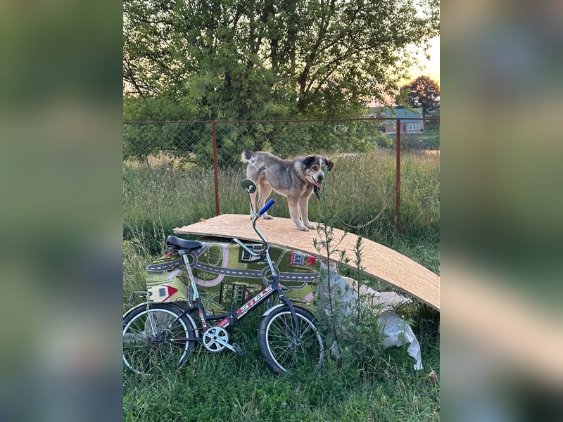 Kubik❤️es bedeutet Würfel - sucht kompetentes liebevolles Zuhause auf Lebenszeit