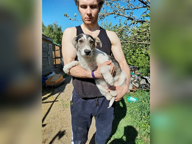 Süßer Welpenjunge Rocky❤️sucht Menschen mit Einfühlvermögen