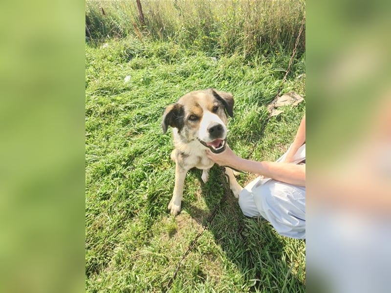 Kubik❤️es bedeutet Würfel - sucht kompetentes liebevolles Zuhause auf Lebenszeit