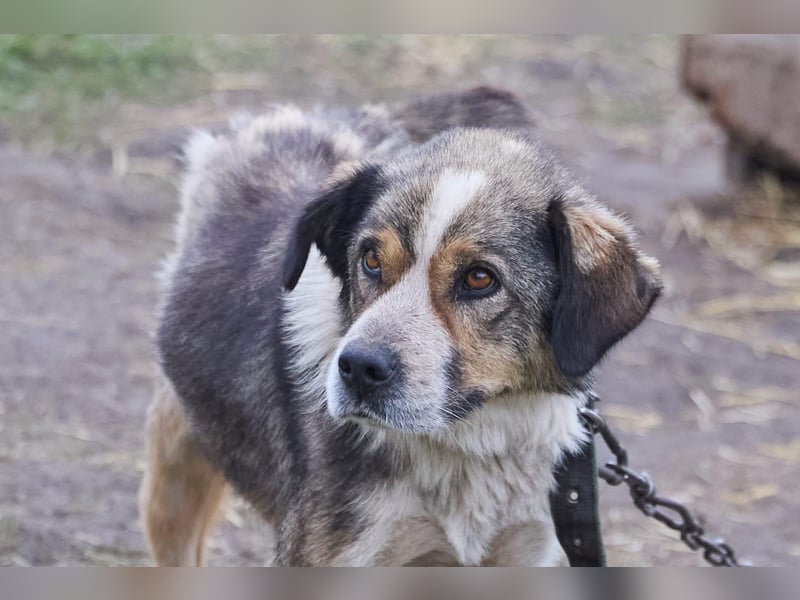 Freundlicher Kettenhund Kubik❤️sucht endlich Pflege- oder Endstelle