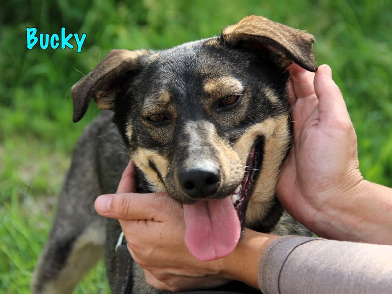 Bucky geb. 12/2021 - lustiger, aktiver und verspielter Outdoor-Begleiter!