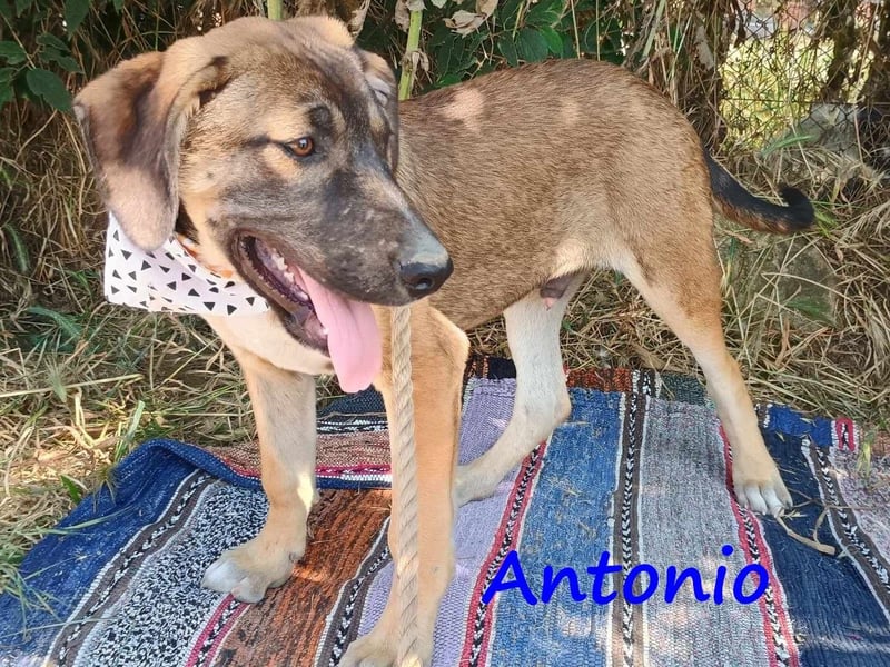 Antonio geb. 01/2025 (GRC) - freundlicher und kontaktfreudiger Welpe!
