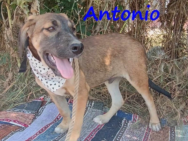 Antonio geb. 01/2025 (GRC) - freundlicher und kontaktfreudiger Welpe!